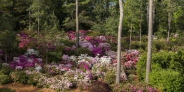 Augusta National, il giardino segreto del Masters tra azalee e botanica d’élite