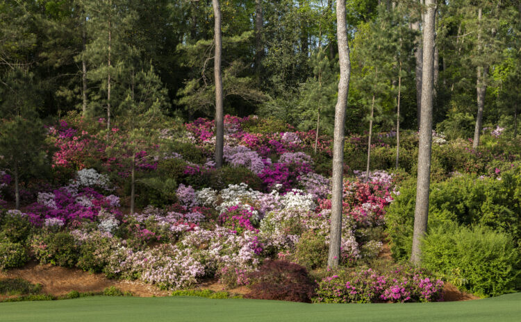 The azaleas on the No. 13 hole during the final round of the Augusta National Women's Amateur at Augusta National Golf Club, Saturday, April 04, 2026.
