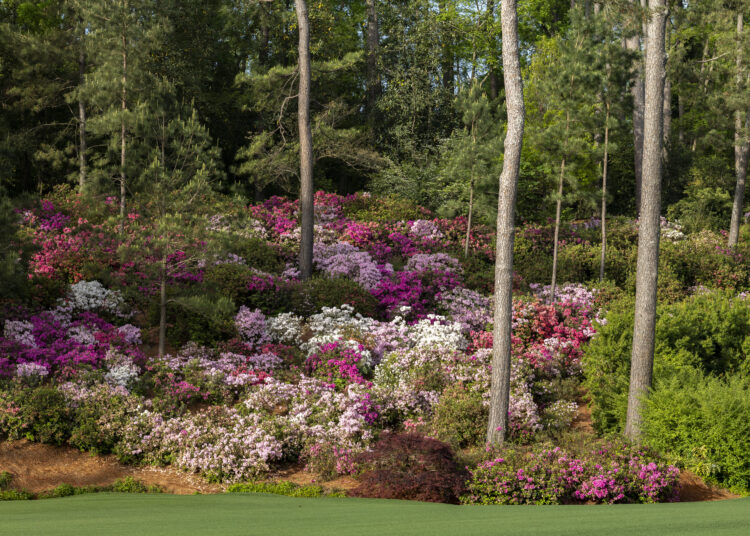 Augusta National, il giardino segreto del Masters tra azalee e botanica d’élite