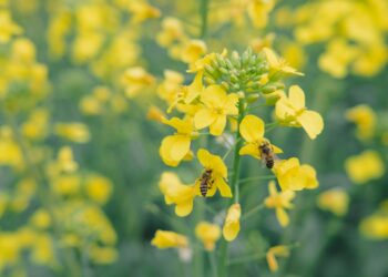 Lo sapevi che api e impollinatori scelgono i campi da golf come rifugio verde
